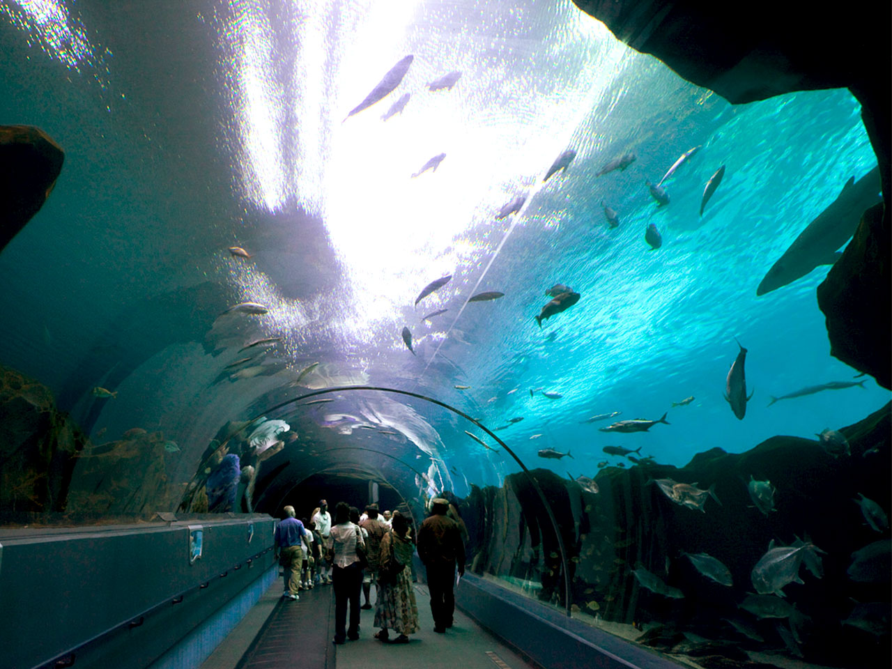 Georgia Aquarium